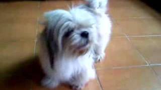 My cute dog barks Soprano mode [upl. by Orten585]