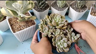 succulent cloe variegated undulata amabile and roman repotting session [upl. by Peppi583]