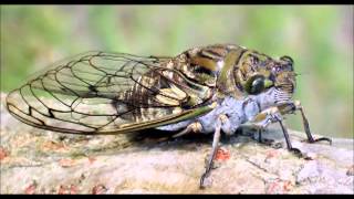 Cicada Slow Motion Sound [upl. by Nannette617]