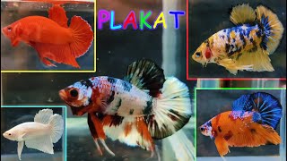 EXOTIC BETTA FISH MALE FEMALE CATLOUGE [upl. by Sussi525]