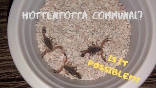 Hottentotta Communal Attempt  Hottentotta feeding  Alligator Back Scorplings  Vlog 7 [upl. by Talley]