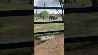 Nehru zoological park zoo zoopark zooparkhyderabad nehruzoologicalpark ytshorts elephant [upl. by Mychal203]