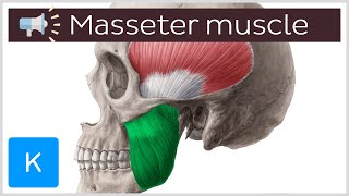 Masseter muscle  Anatomical Terms Pronunciation by Kenhub [upl. by Ecargyram]