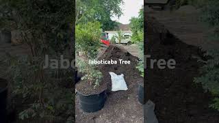 How to transplant a Jaboticaba Tree fertilizer soil [upl. by Weinman]