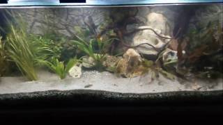 Aquarium 600 L 20170418 2106 Feeding frenzi [upl. by Schwejda]