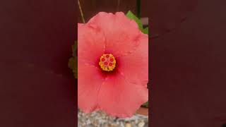 beautiful hibiscus flowers blooming in november autumn fall ambience fallcore flores hibiscus [upl. by Jarlathus]