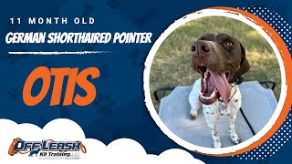 Unleashing Otis’ Potential  11Month GSP Rocks Dog Training [upl. by Sotnas]