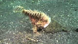 Crazy big mouth Frogfish tries to eat Flounder [upl. by Myrtie923]