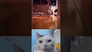 Day 2  Kitler Cat In OHIO 💀🇩🇪 viral trending funny [upl. by Alexandro749]