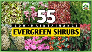 55 LOWMAINTAINANCE EVERGREEN SHRUBS  Evergreen Shrubs  Plant and Planting [upl. by Lakin]