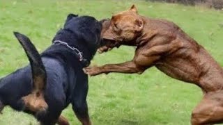 Rottweiler vs Pitbull Real fight [upl. by Brynna]