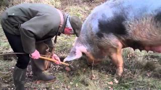 Princesse Nini au travail en ses terres à truffes de MareuilsurBelle 24 [upl. by Riki]