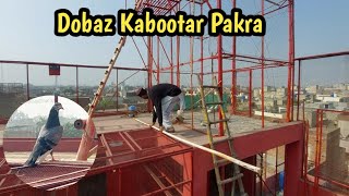 Dobaz Kabootar Pakra  Hashim Mahmood Pigeons [upl. by Semajwerdna]