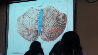 Cerebelo pt 1 teoría 2407 [upl. by Itteb957]