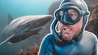 Too Many SHARKS Boarfish Catch amp Cook  SPEARFISHING NZ [upl. by Neersin]