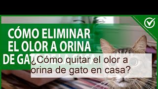 Descubre los Mejores Trucos para Eliminar el Olor a Orina de Gato en Casa [upl. by Slosberg]