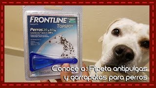 Conoce a Pipeta antipulgas garrapatas y piojos para perros Frontline [upl. by Atinauq]