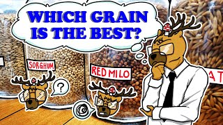 The Ultimate Grain Experiment for Mycology [upl. by Ram]