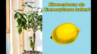 Zitronenbaum amp Orangenbaum als Zimmerpflanze in Wohnung halten  Zitrone als Zimmerpflanze geeignet [upl. by Furey583]