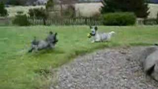 Skye Terrier pups chasing a ball [upl. by Bradly]