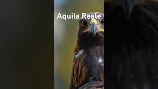 Aquila Reale Un Viaggio Epico [upl. by Geithner196]