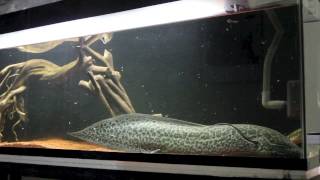 Djima the marbled lungfish feeding on chicken breast [upl. by Samale328]