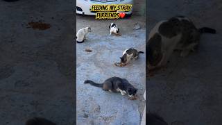 Feeding my stray furriendsshorts cuteanimal catlover kitten cutecat straycat whiskas cute [upl. by Ainesej]