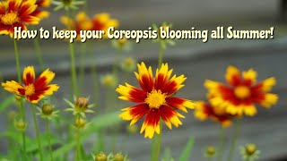 How to prune Coreopsis to keep it blooming all Summer  Gardening Vlog [upl. by Dirk]