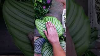 Big Leaves Calathea Orbifolia Plant [upl. by Nosaj]