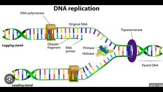 DNA REPLICATION IN EUKARYOTES  TS SET LIFE SCIENCES ONLINE COACHING  CSIR UGC NET COACHING [upl. by Etnwahs]