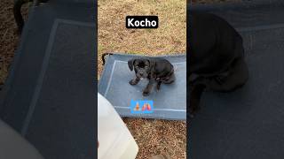 Two Veterinarians thought we should euthanize this puppy at 3 weeks old…🙏🔱🙏 awakenedk9 shorts [upl. by Noelc]