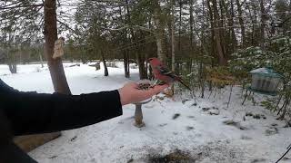 Pine Grosbeak [upl. by Tabor]