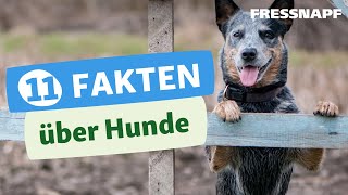 Elf spannende Fakten über Hunde Das solltest du wissen [upl. by Eilrebma503]