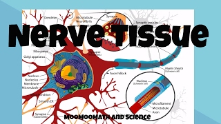 Nerve Tissue for beginners [upl. by Adar657]