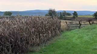 Walking in the Cornfield at Antietam at sunrise October 2024 [upl. by Norb]