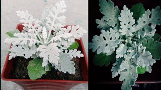 How to grow and care Silver dustDusty millerSilver ragwort plant Dusty miller पौधे की देखभाल।। [upl. by Yeknarf]