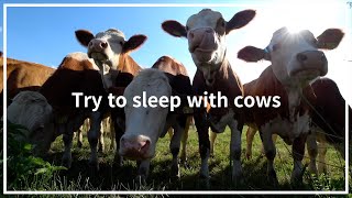 6hrs Cow videos ver2 🐮🐄 Cows mooing amp grazing in a field 🌿 Nature sounds amp white noise🌾 Relaxing🍂 [upl. by Carolina933]