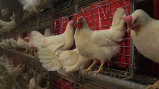 Cage Free Egg Production Systems for hens Free Range Egg Farm  Baltika2 [upl. by Alioz]