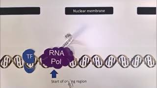 Transcription Factors  what are they and what do they do [upl. by Fenny]