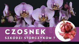 Stosowanie CZOSNKU w uprawie i pielęgnacji STORCZYKÓW🌱 Uważaj co robisz [upl. by Wohlert784]