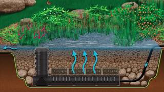 Wetland Filtration for Pond Health [upl. by Nosidam172]