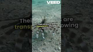 Zebra fish 🐠 MrBeast BeAmazed shorts fypシ゚viral zebrazebrafish seaanimal viralvideo [upl. by Adnilrem]