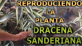 Como reproducir y cuidar el bambu de la suerte Dracaena sanderiana Dracaena braunii [upl. by Nitz182]