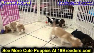 Basset Hound Puppies For Sale In Billings Montana MT Missoula Great Falls Bozeman [upl. by Mirelle]