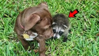 Woman Adopts Raccoon What Happened To Her Dogs After That Is Stunning [upl. by Acie60]