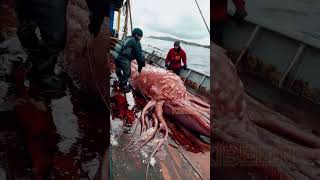 Giant Deep Sea Creature Caught by Fishermen🐙🦑🦀deepseafishing fishingexploration giantseacreature [upl. by Nnayelhsa]