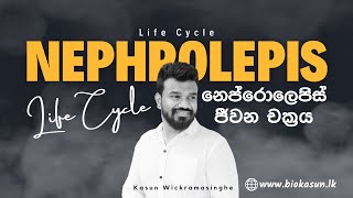 Nephrolepis sp Life Cycle  Unit 4  Biology  Kasun Wickramasinghe [upl. by Chicky452]