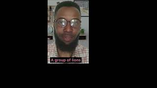 What are the collective names for these groups shorts youtubeshorts viral trending [upl. by Halda]