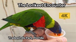 Lorikeet Encounter Parrot Aviary Tradewinds Park Florida [upl. by Dorelia458]