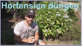 Hortensien düngen so dünge ich meine Hortensie womit Hortensien richtig düngen [upl. by Wellesley]